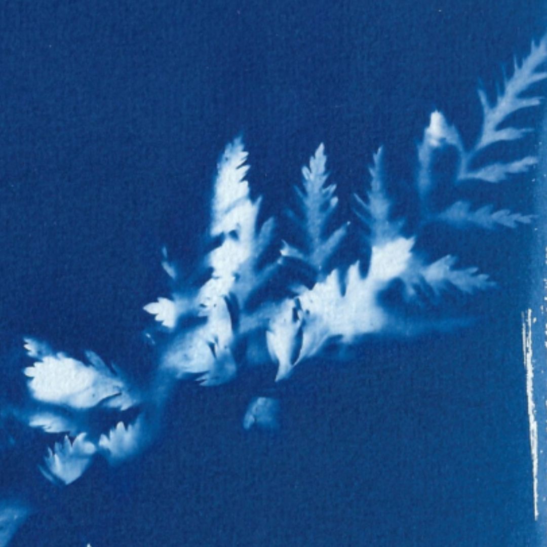 Cyanotypes végétaux