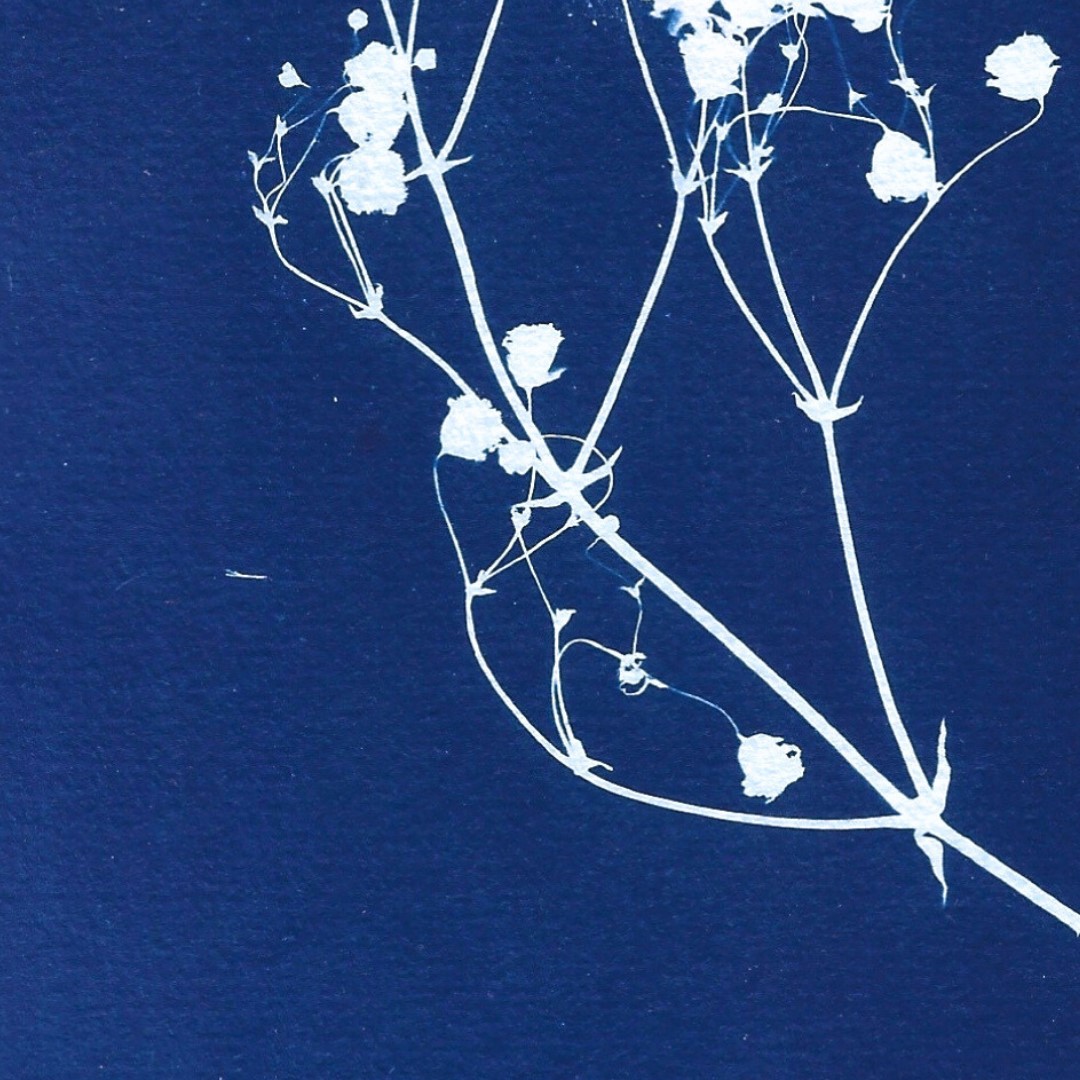 Gypsophile – Image 3