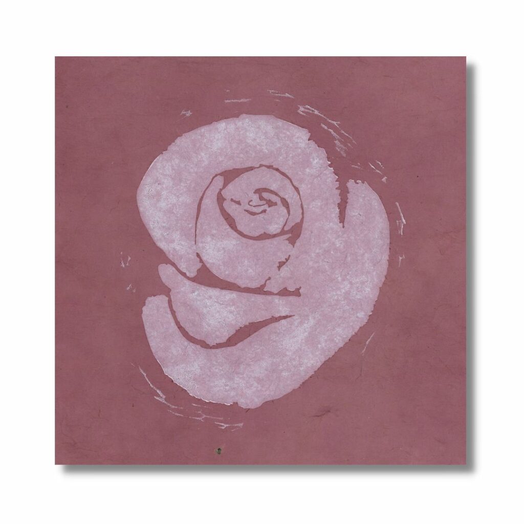 Rose blanche
