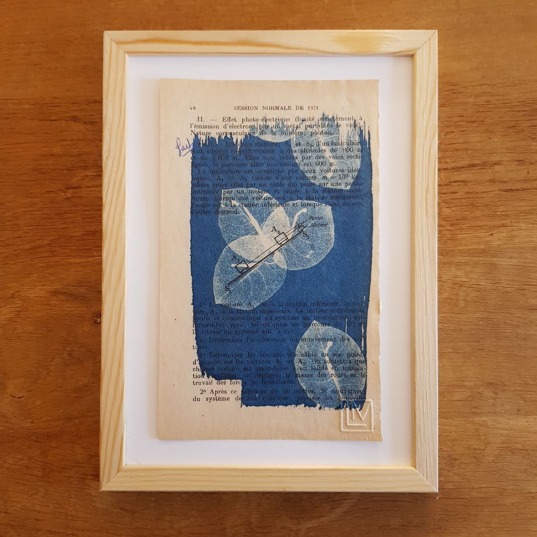 Bougainvillier au bac 1971