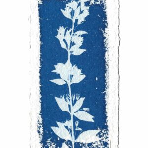 Cyanotype texturé n°1