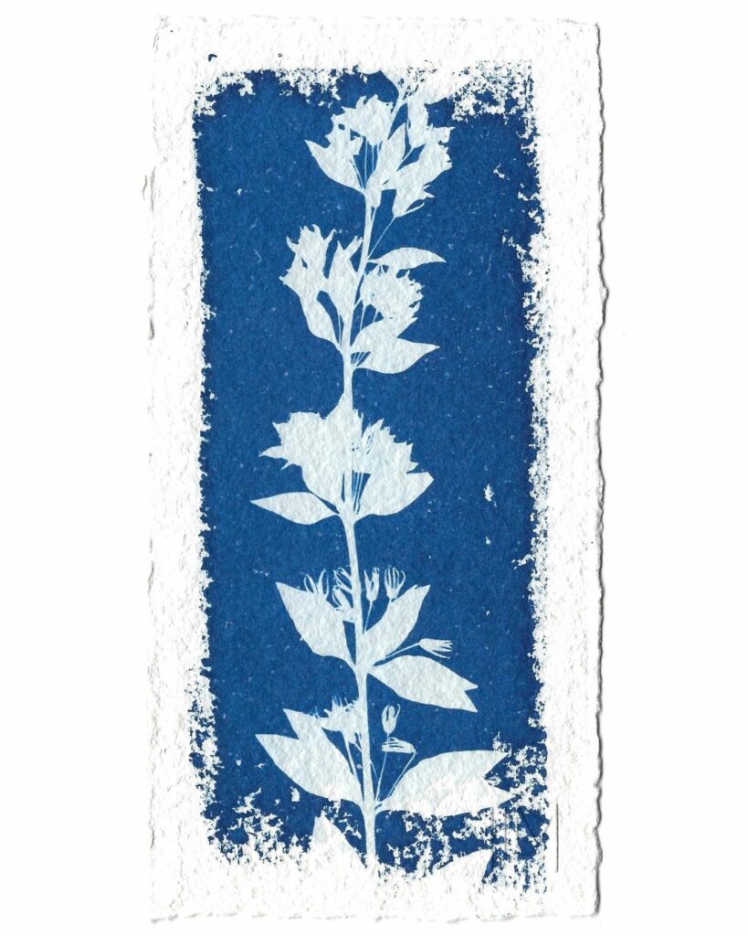 Cyanotype texturé n°1