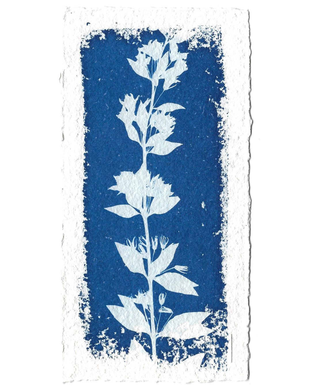 Cyanotype texturé n°1