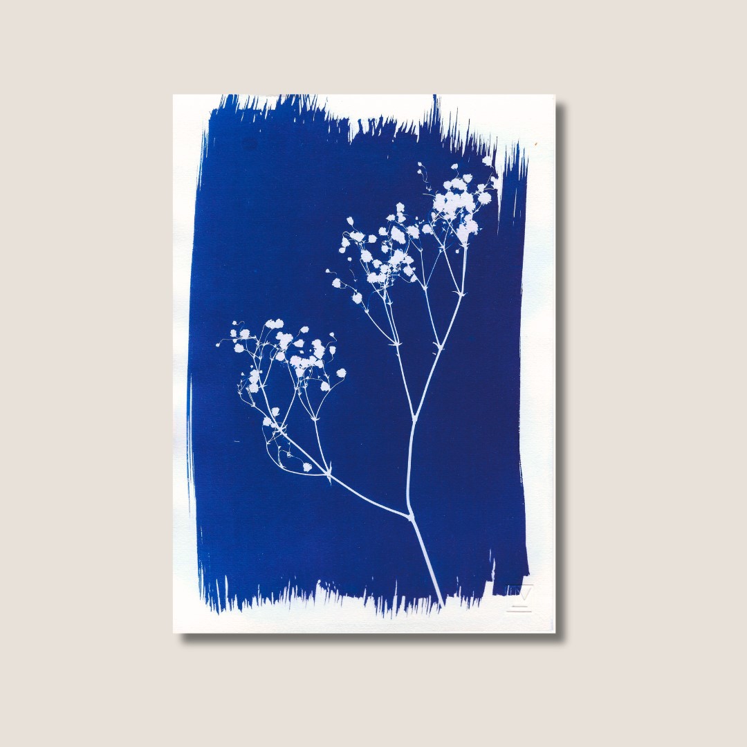 Gypsophile