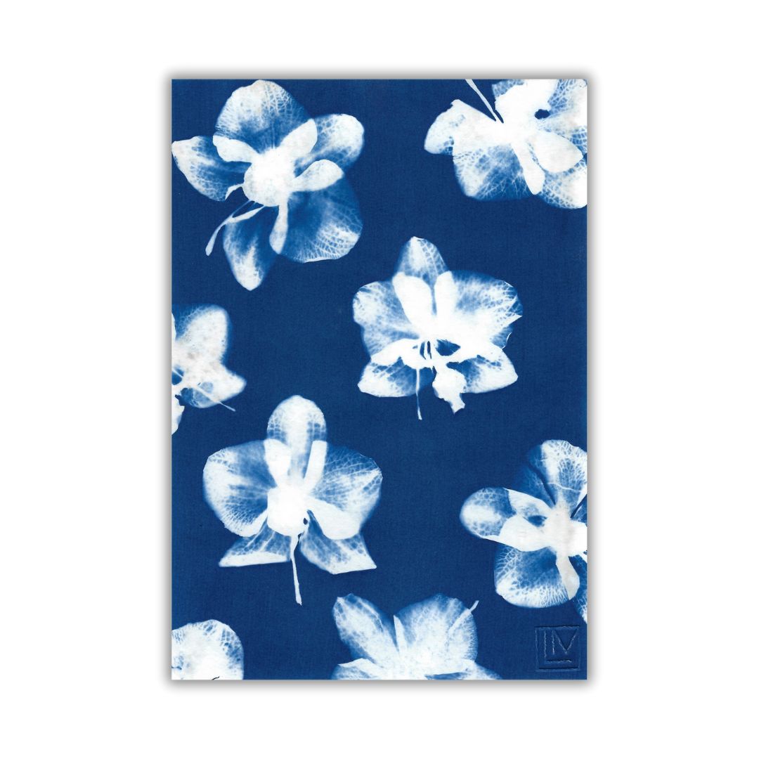 Phalaenopsis 1